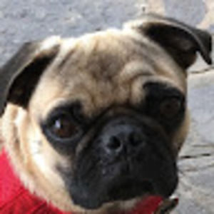 Meet your Posher, Maddie